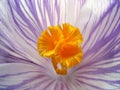 Inside a flower. Crocus with orange stamens. Macro