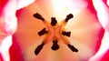 Inside the flower - tulip macro Royalty Free Stock Photo