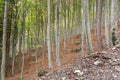 Inside of a forest in the Dolomites