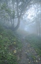 Path in a foggy day among the woods