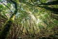 Inside forest, magical ambience of Anaga cloud forest Royalty Free Stock Photo