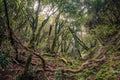 Inside forest, magical ambience of Anaga cloud forest Royalty Free Stock Photo