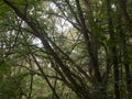 Inside forest with tree branches and leaves summer beautiful