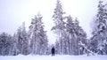 Inside a frozen forest of lapland