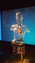 A model of the human body in the Thinktank Science Museum in Birmingham, England