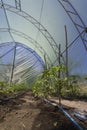 Inside garden greenhouse with metal frame Royalty Free Stock Photo