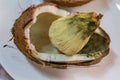 Inside a germinating coconut fruit. Off white pear shaped structure perhaps congealed coconut water.