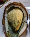 Inside a germinating coconut fruit. Off white pear shaped structure perhaps congealed coconut water.