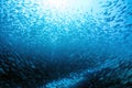 inside a giant sardines school of fish bait ball while diving cortez sea