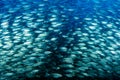 inside a giant sardines school of fish bait ball while diving cortez sea Royalty Free Stock Photo