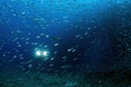 inside a giant sardines school of fish bait ball with a sea turtle passignthrough and videographer scuba diver on the back Royalty Free Stock Photo