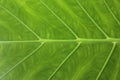 Inside A Giant Taro