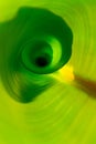 Inside green banana leaf macro Royalty Free Stock Photo