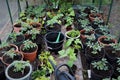 Inside the greenhouse, in Doncaster, South Yorkshire, England. Royalty Free Stock Photo