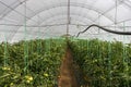 Inside of the greenhouse tomato farm Royalty Free Stock Photo