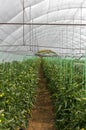 Tomato indoor farm.Greenhouse. Royalty Free Stock Photo