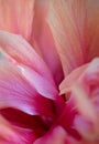 Inside the hibiscus flower Royalty Free Stock Photo