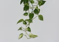 Climbing plant from inside the house