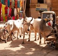 Inside Jaisalmer Fort