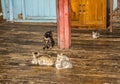 Inside jumping cats monatery Royalty Free Stock Photo