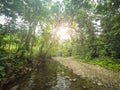 Inside jungle / in forest landscape, tropical nature