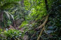 Inside jungle forest / rainforest landscape