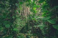 Inside jungle , in rainforest / tropical forest landscape