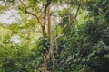 Inside jungle, tree in forest landscape - rainforest vegetation
