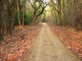 Inside kanha