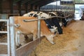 Inside large industrial cow shed Royalty Free Stock Photo