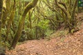 Inside a laurel forest typical of the Canary Islands