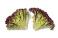 Inside Lollo Rosso lettuce