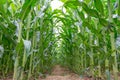 Corn field inside Royalty Free Stock Photo