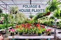 Greenhouse full of flowers and plants Royalty Free Stock Photo