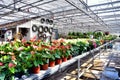 Greenhouse full of flowers and plants