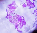 Inside microscope view at histology glass slide