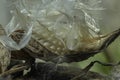 The Inside Of The Milkweed Pod Royalty Free Stock Photo