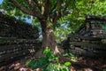 Inside Nan Madol: walls, and moat made of large basalt slabs, overgrown ruins in jungle, Pohnpei, Carolines, Micronesia, Oceania.
