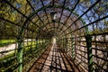 Inside of natural bush tunnel in Kadrioru park in Tallinn, sunny day