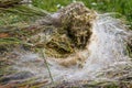 Inside a nest Processionary