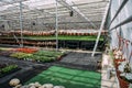 Inside new modern hydroponic greenhouse or hothouse for cultivation of decorative flowers and plants for gardening Royalty Free Stock Photo