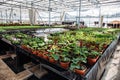 Inside new modern hydroponic greenhouse or hothouse for cultivation of decorative flowers and plants for gardening Royalty Free Stock Photo
