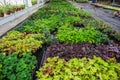 Inside new modern hydroponic greenhouse or hothouse for cultivation of decorative flowers and plants for gardening Royalty Free Stock Photo