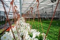 Inside new modern hydroponic greenhouse or hothouse for cultivation of decorative flowers and plants for gardening Royalty Free Stock Photo