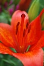 Inside of orange lily Royalty Free Stock Photo