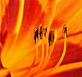 Inside an orange Lily Royalty Free Stock Photo