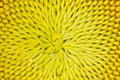 Inside part of a sunflower