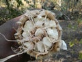 Inside parts of baobab fruit.