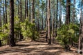 Inside pine tree forest - coniferous forest Royalty Free Stock Photo