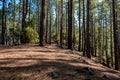 Inside pine tree forest - coniferous forest Royalty Free Stock Photo